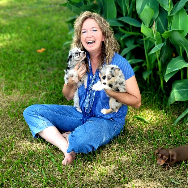 tiffany, harvey, dog, breeder, pups1, tiffany-harvey, dog-breeder, avery, tx, texas, aussie, australian, shepherd, mix, mini, miniature, aussiedoodles, puppy, mill, puppymill, usda, inspection, records, kennel